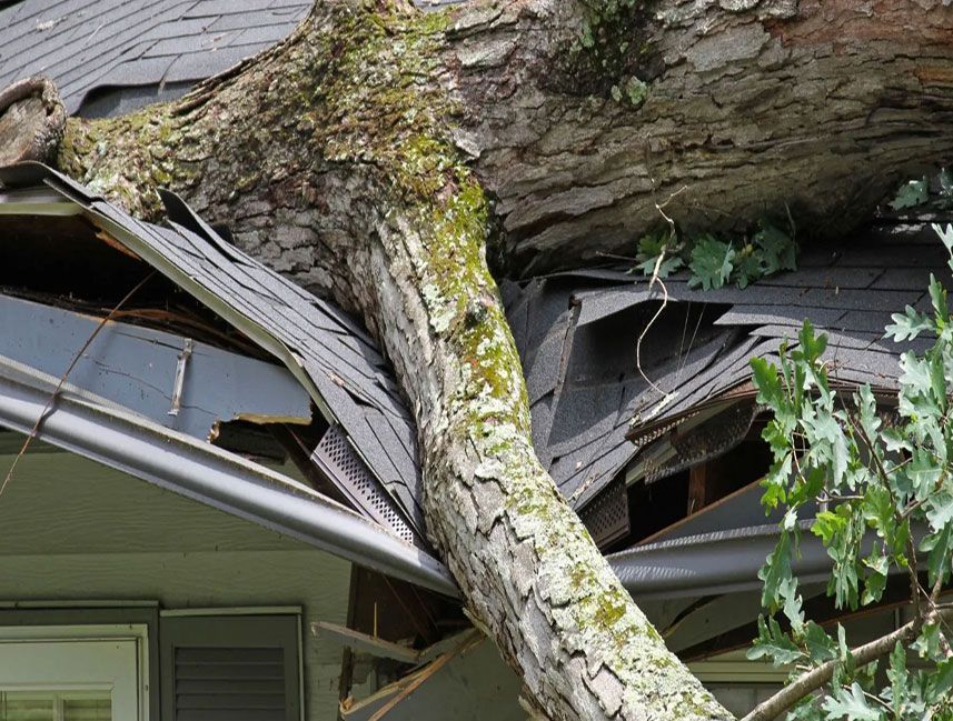 Tree fallen onto a damaged roof after a storm